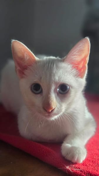 ASTORIA, chaton femelle européen