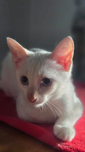 ASTORIA, chaton femelle européen