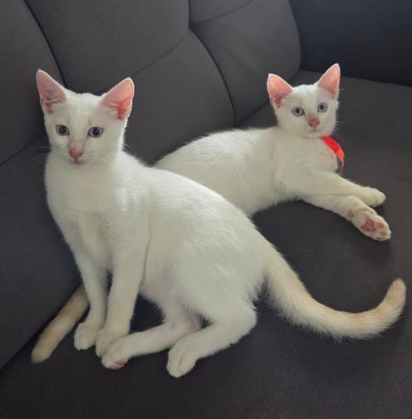 ASTORIA, chaton femelle européen