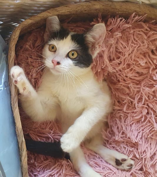 KALICY, chaton femelle européen