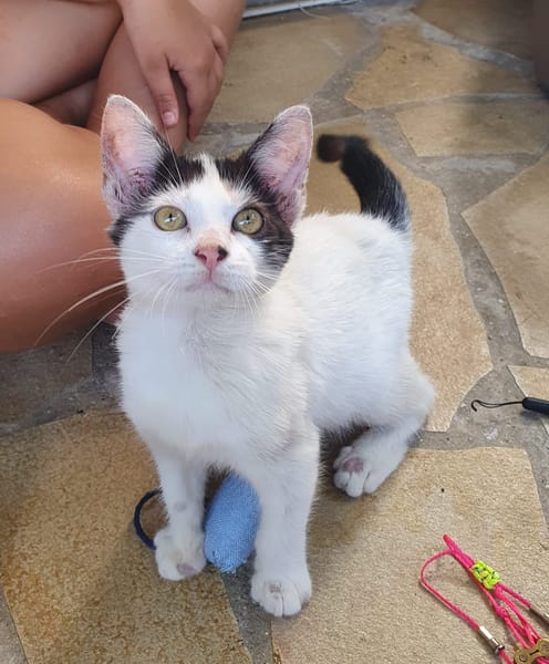 KALICY, chaton femelle européen