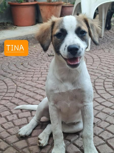 TINA