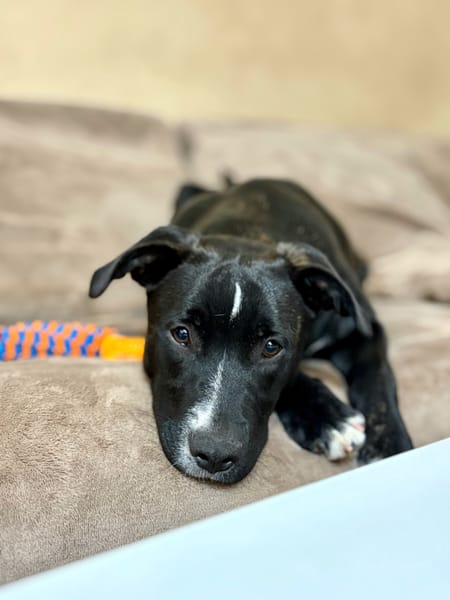 🐾 À L’ADOPTION : Aika 🌺