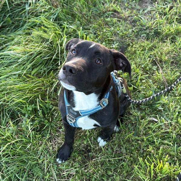 🐾 À L’ADOPTION : Aika 🌺