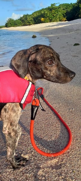 🐾 À L’ADOPTION – ALMA, petite battante au grand cœur 🐾