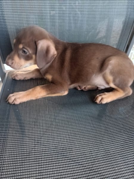 🐾 À L’ADOPTION – ATLAS, petit soleil à la robe champagne 🐾