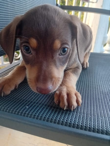 🐾 À L’ADOPTION – ATLAS, petit soleil à la robe champagne 🐾