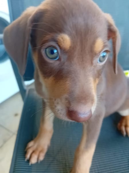 🐾 À L’ADOPTION – ATLAS, petit soleil à la robe champagne 🐾