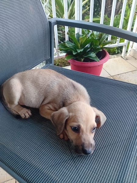 🐾 À L’ADOPTION – DIESEL, petit sable au cœur tendre 🐾