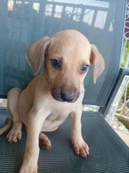 🐾 À L’ADOPTION – DIESEL, petit sable au cœur tendre 🐾