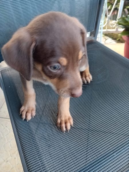 🐾 À L’ADOPTION – ATLAS, petit soleil à la robe champagne 🐾