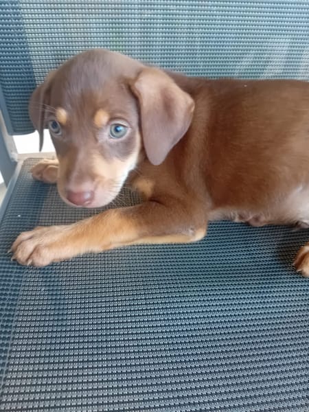 🐾 À L’ADOPTION – ATLAS, petit soleil à la robe champagne 🐾