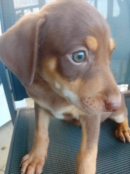 🐾 À L’ADOPTION – ATLAS, petit soleil à la robe champagne 🐾