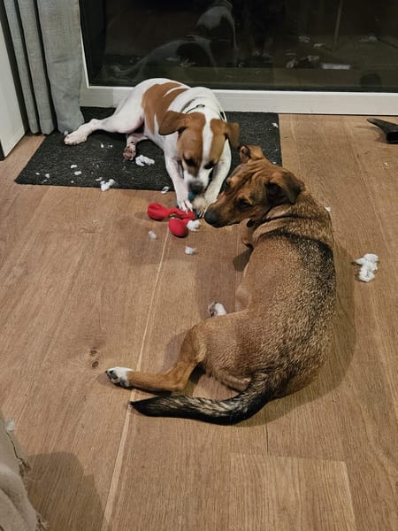 ELLIOT, mâle croisé créole, né le 25/06/2023 🌜