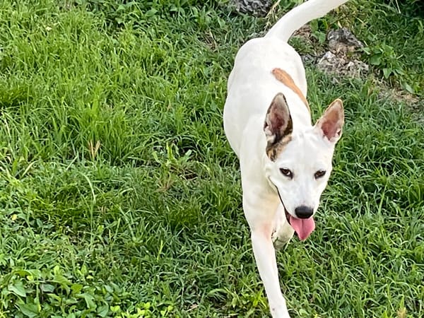 🐾 À L’ADOPTION – FÉFÉ, la complice idéale pour toutes vos aventures ! 🐾