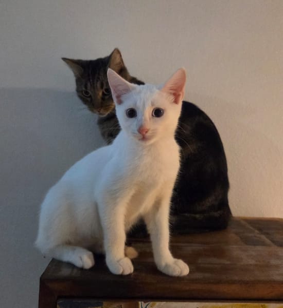 ASTRA, chaton femelle européen