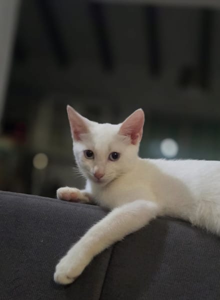 ASTRA, chaton femelle européen