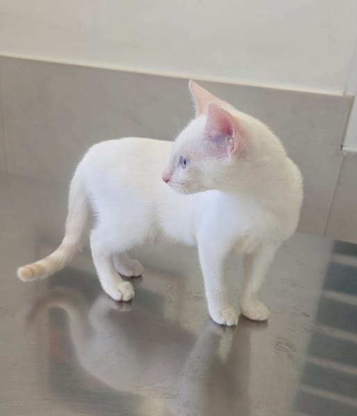 ASTRA, chaton femelle européen