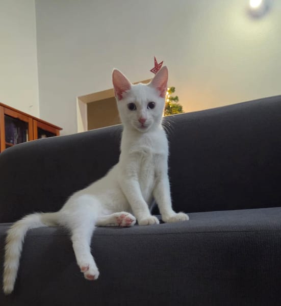 ASTRA, chaton femelle européen