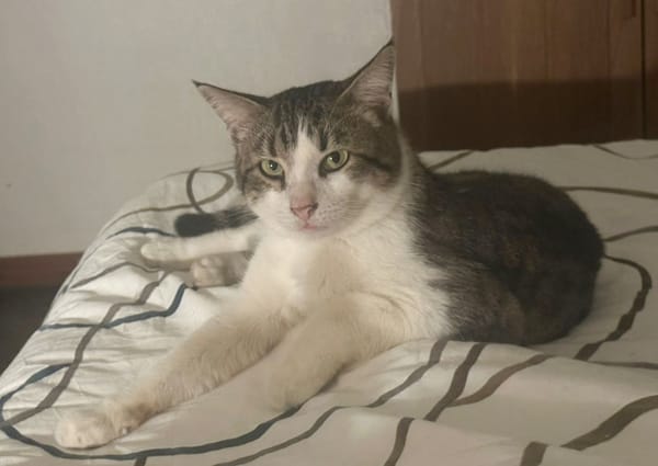 DIDIER, chat européen