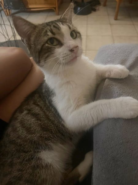 DIDIER, chat européen