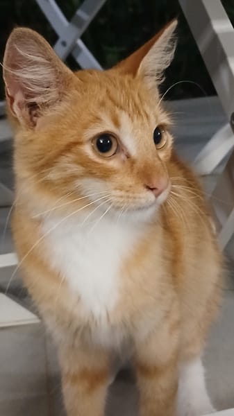 HORUS, chat junior mâle type européen