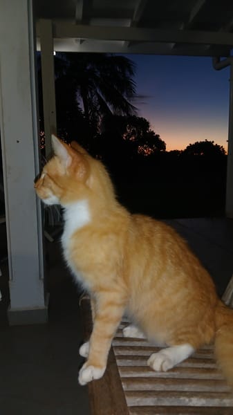 HORUS, chat junior mâle type européen