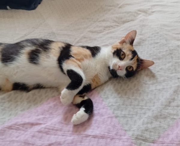 PRUNELLE, chat femelle européen junior