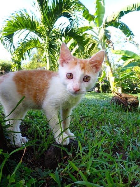 WAKOU, chaton européen