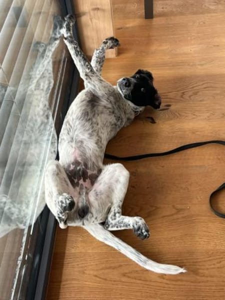 Balu, ich bin ein -Notfellchen-