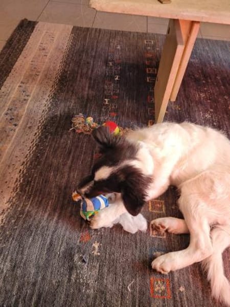 Gonzosucht sein großes Glück 🐾💕🍀