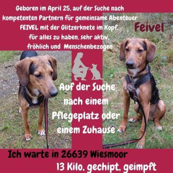 Feivel sucht ein liebevolles Zuhause