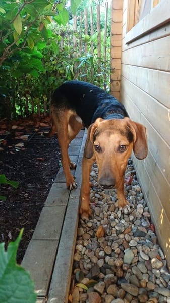 Feivel sucht ein liebevolles Zuhause