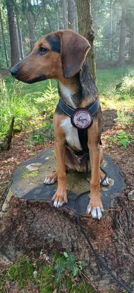 Feivel sucht ein liebevolles Zuhause