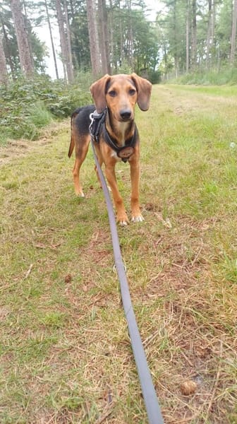 Feivel sucht ein liebevolles Zuhause