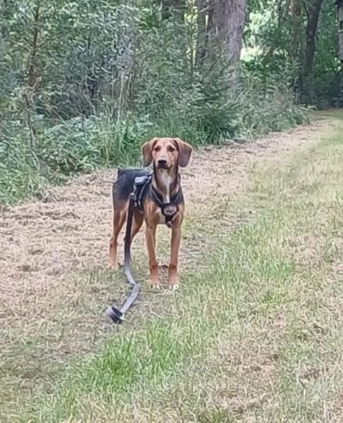 Feivel sucht ein liebevolles Zuhause