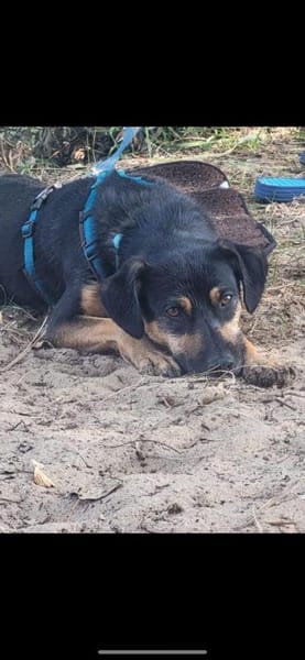 Anton sucht erfahrenes Zuhause