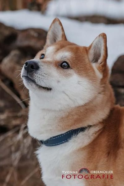 Fiete - ein Sturkopf