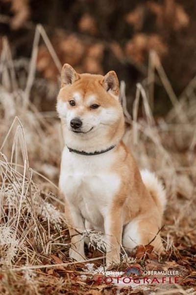 Fiete - ein Sturkopf