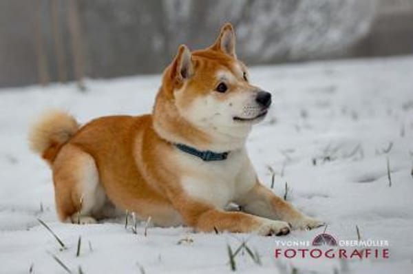 Fiete - ein Sturkopf