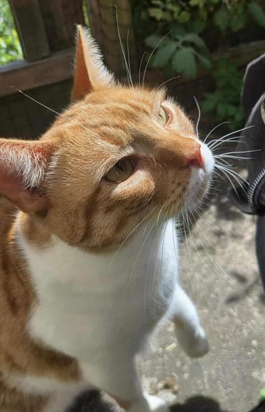 Süßer Entdecker Honey