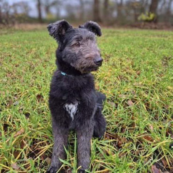 Kimmi - kinderlieb&katzenverträglich