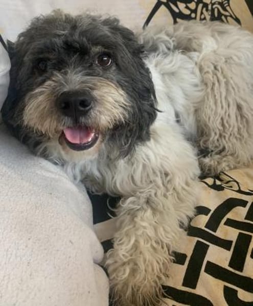 Pepe Plüschkanone sucht sein Zuhause...