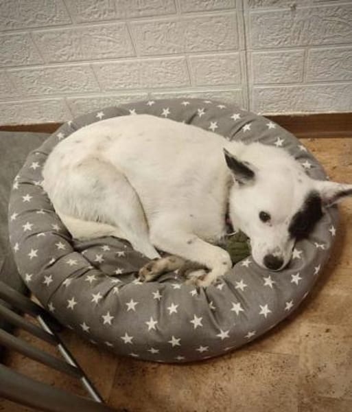 Unsere zarte Seele IDA...