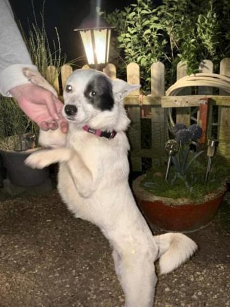 Unsere zarte Seele IDA...