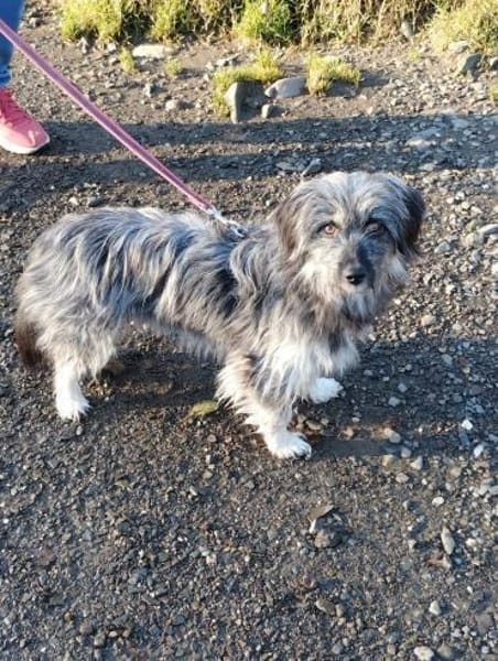 Wirbelwind Anouk - klein, wuschelig...