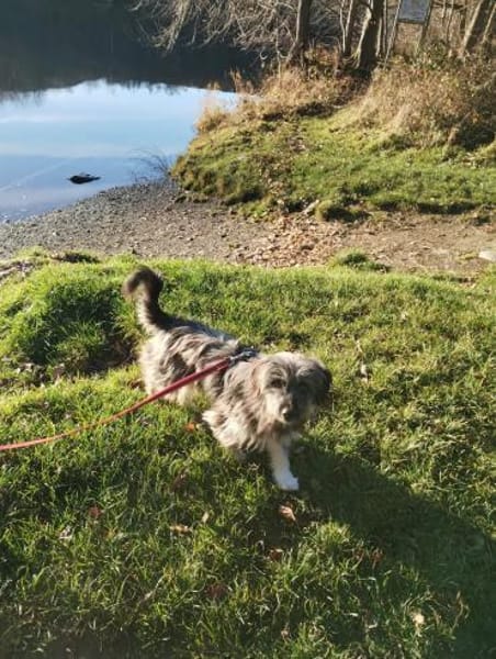 Wirbelwind Anouk - klein, wuschelig...