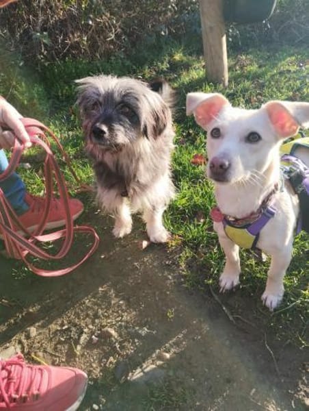 Wirbelwind Anouk - klein, wuschelig...