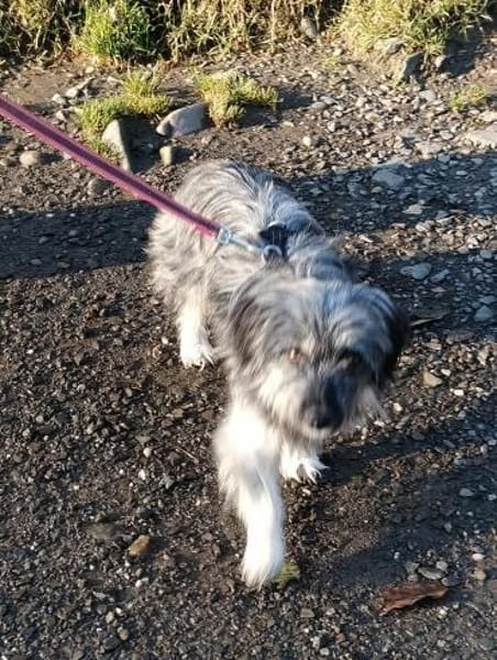 Wirbelwind Anouk - klein, wuschelig...