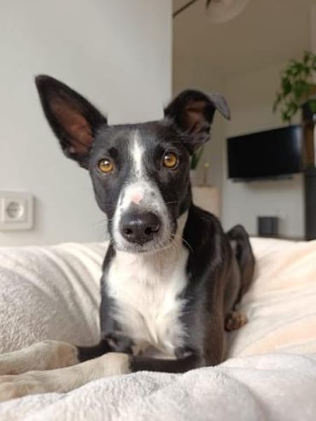 BERTA: Eine ganz besondere Hündin